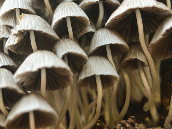 Why We’re Putting Fungi In Skincare